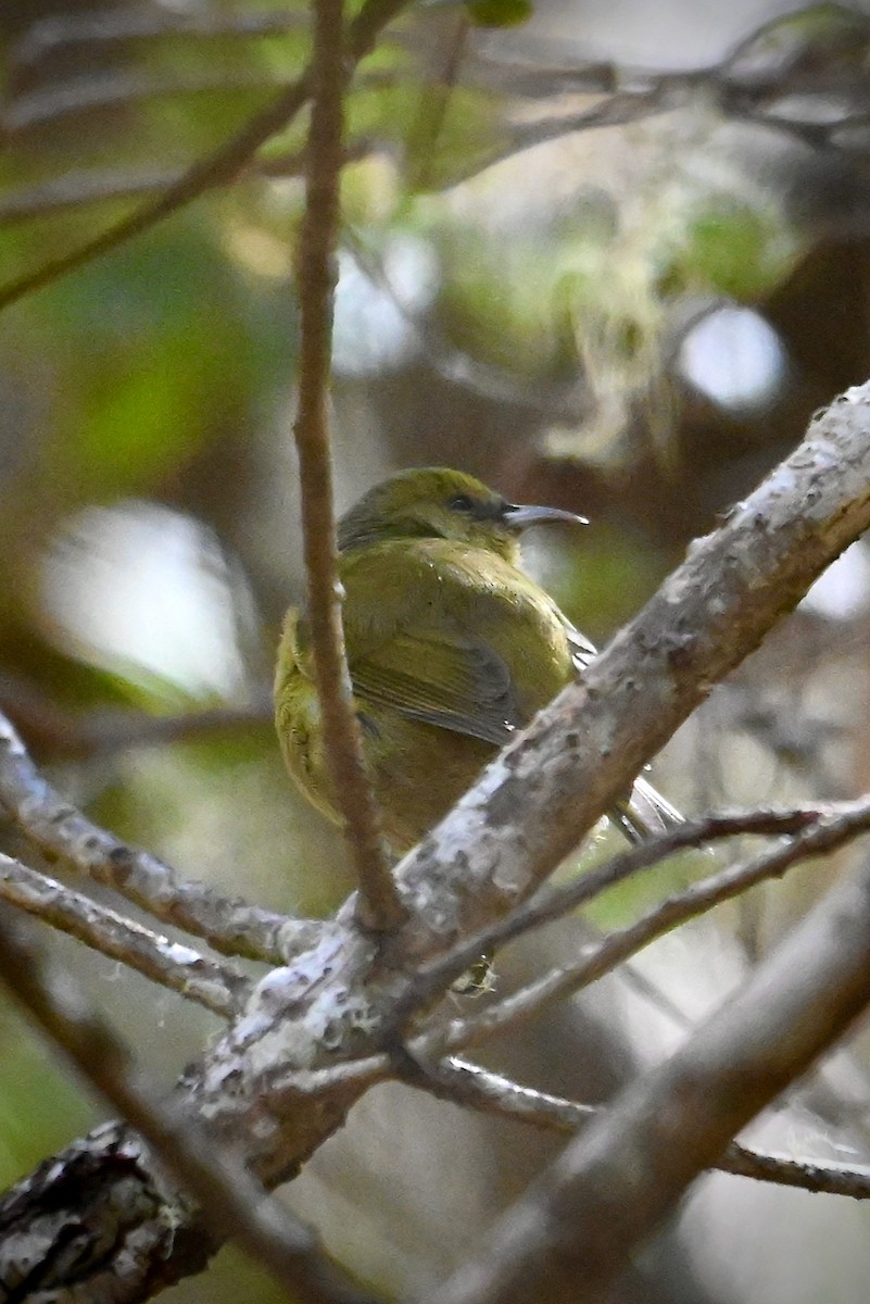 Hawaii Amakihi (Hawaii) - ML645978117