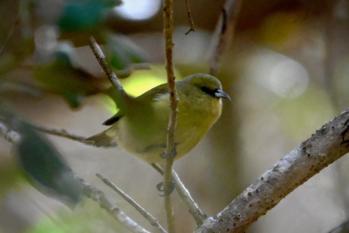 Hawaii Amakihi (Hawaii) - ML645978118