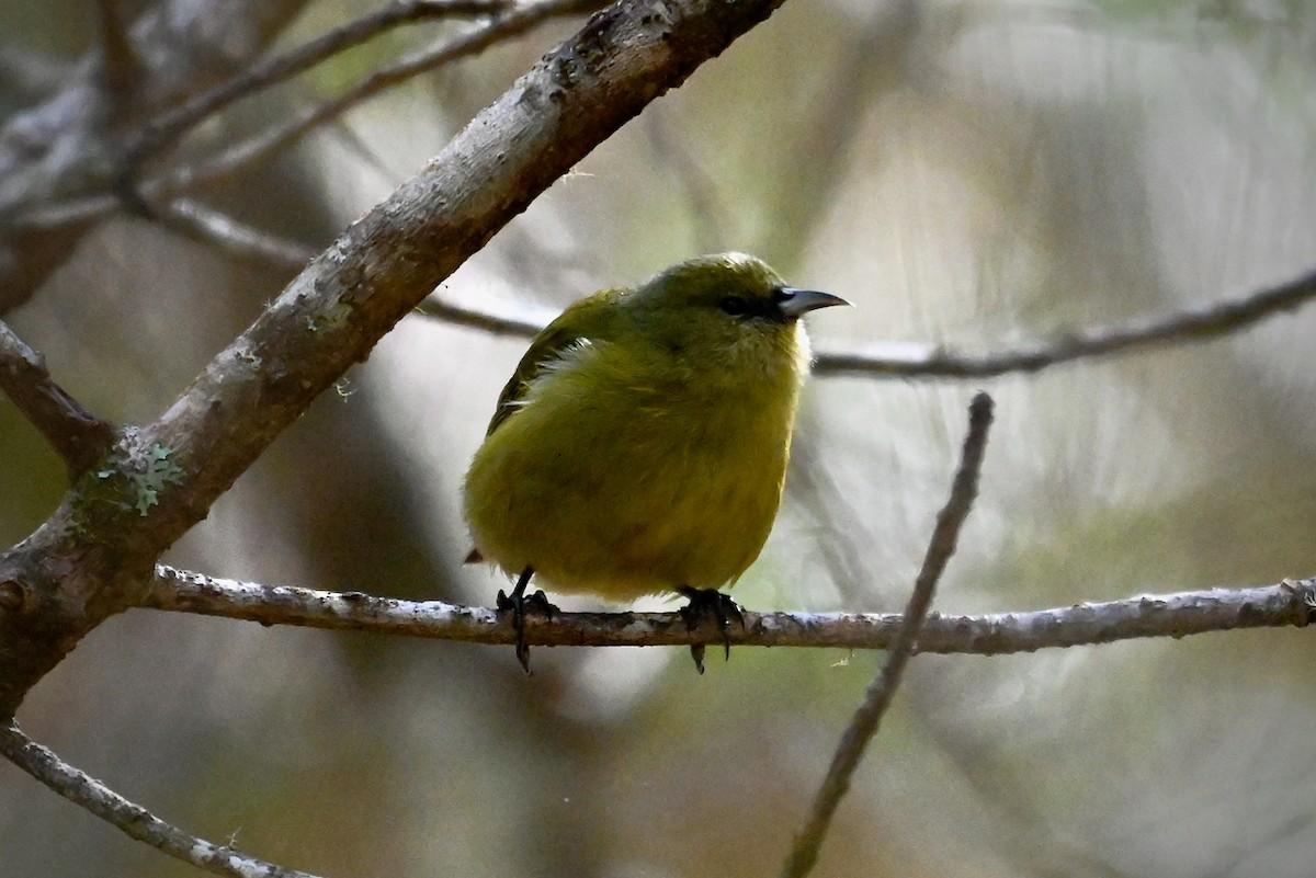 Hawaii Amakihi (Hawaii) - ML645978119