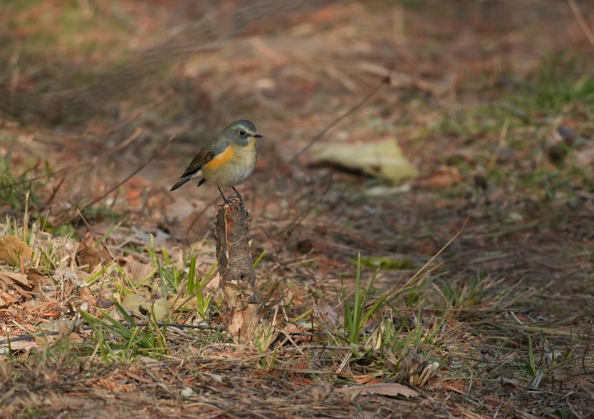 Red-flanked Bluetail - ML645978130
