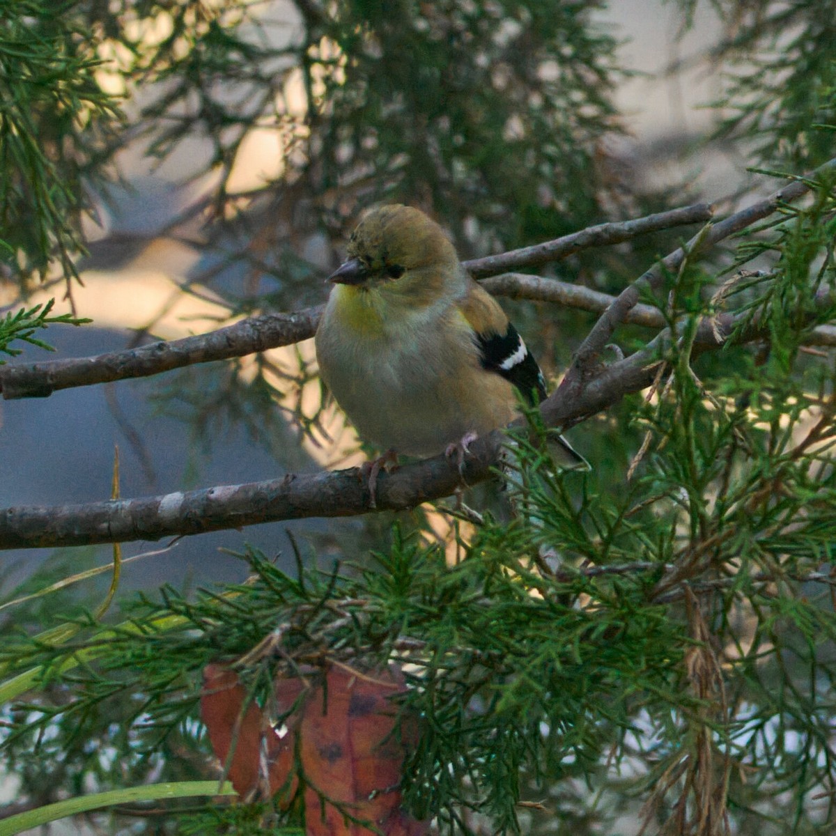 オウゴンヒワ - ML645978132