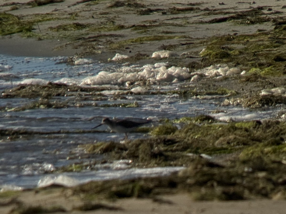 ביצנית אפורה - ML645978135