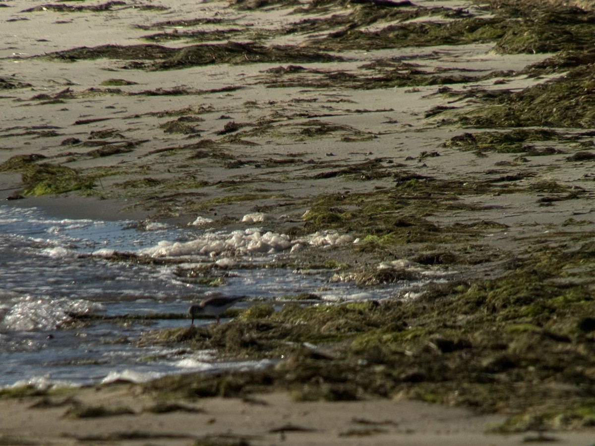 ביצנית אפורה - ML645978136