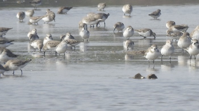 鴴形目(水鳥) - ML645978148