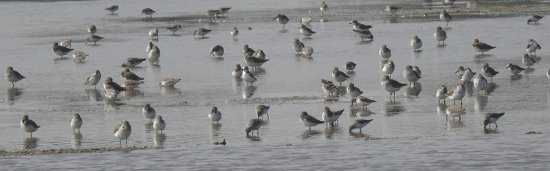 鴴形目(水鳥) - ML645978167