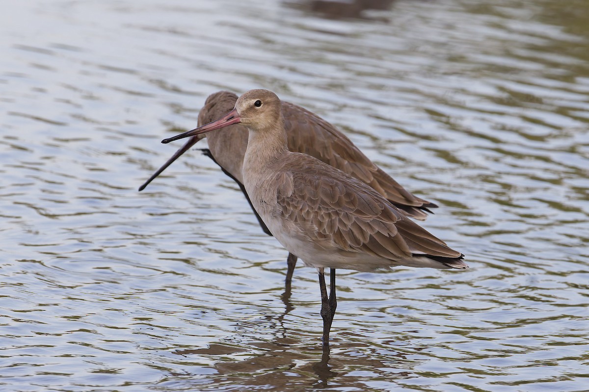 Black-tailed Godwit - ML645978171