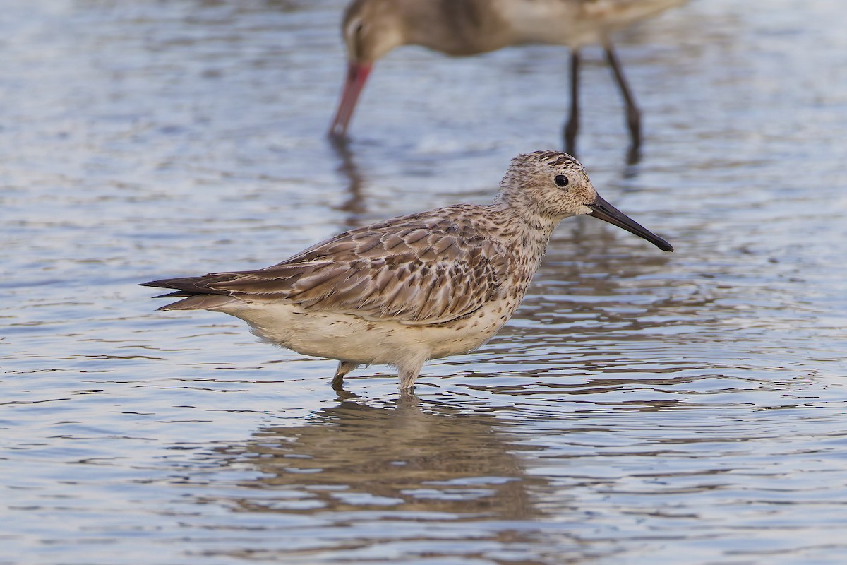 Great Knot - ML645978172
