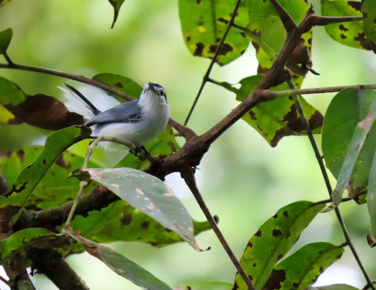 White-browed Gnatcatcher - ML645978179