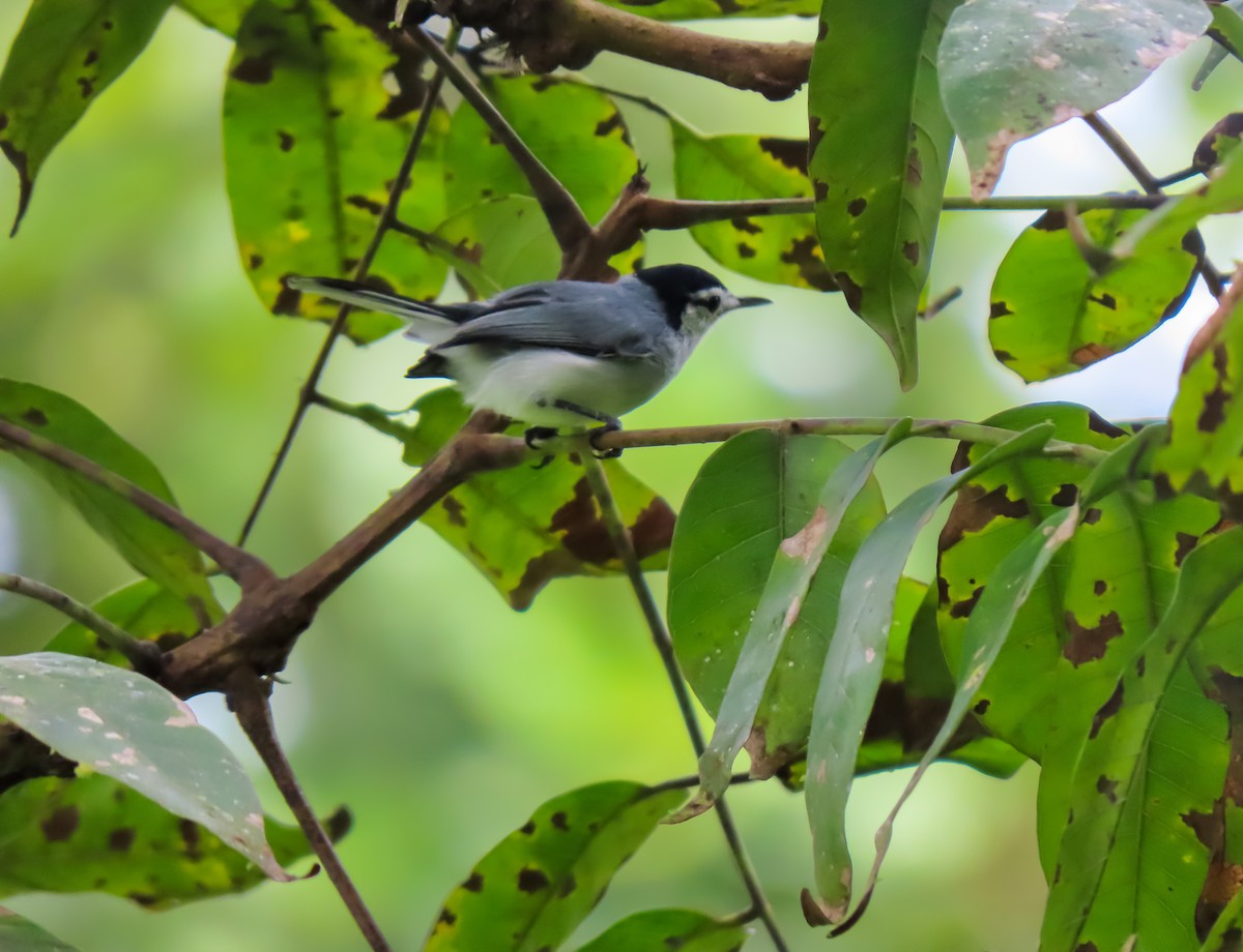 White-browed Gnatcatcher - ML645978180