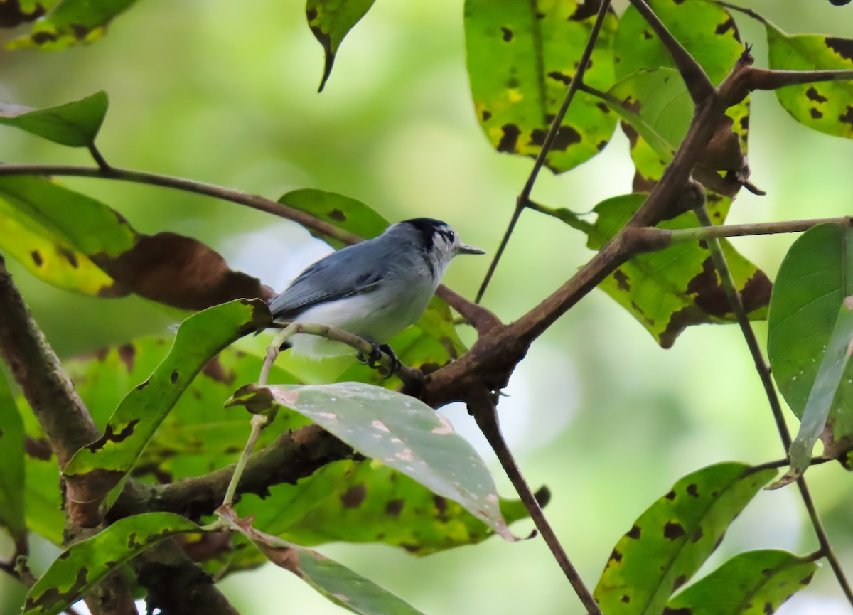 White-browed Gnatcatcher - ML645978181