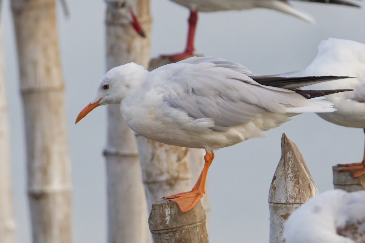 Slender-billed Gull - ML645978182