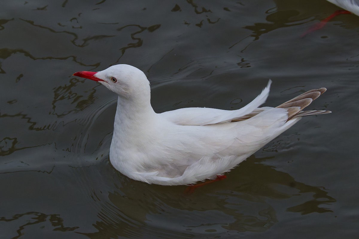 Slender-billed Gull - ML645978183