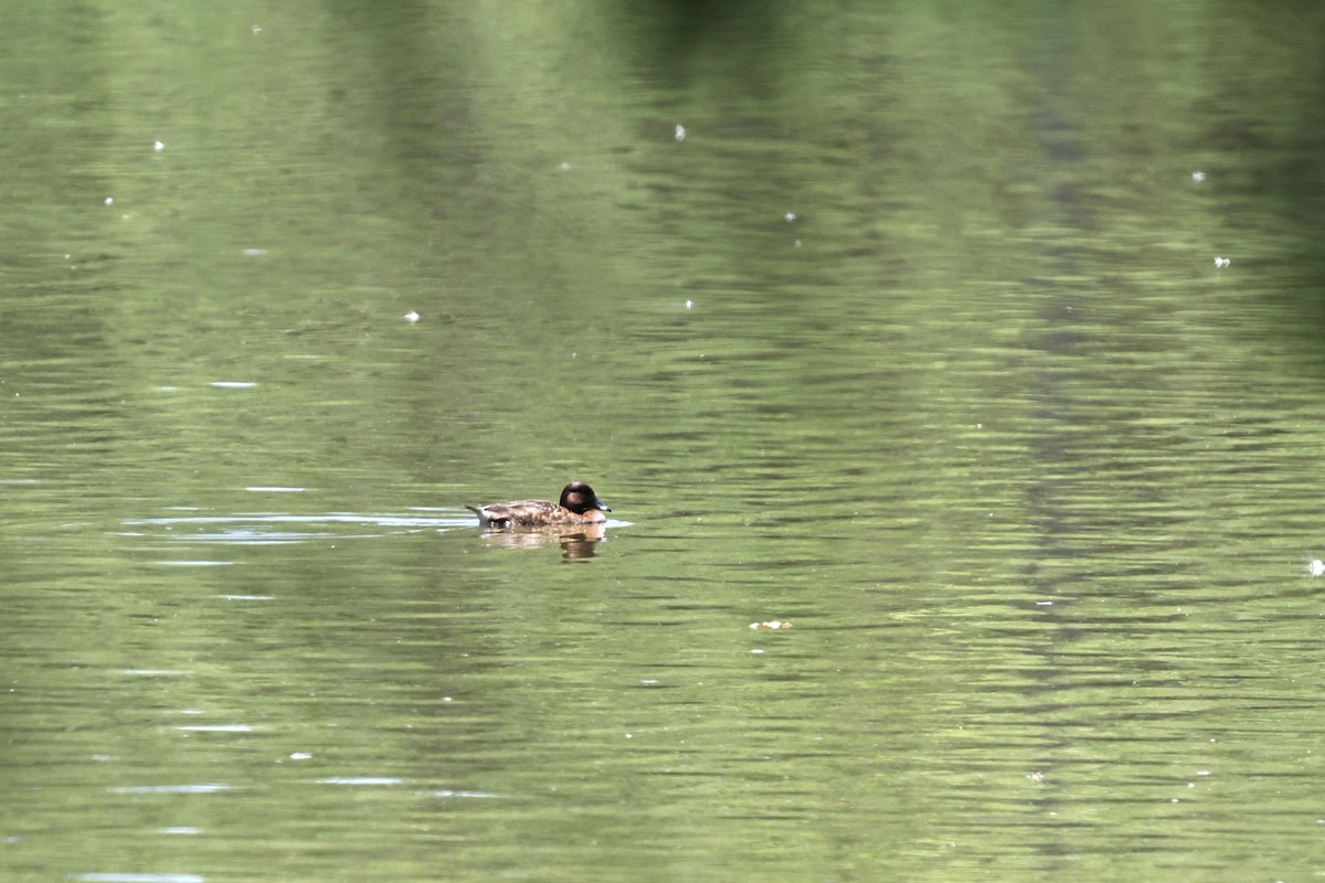 Hardhead - ML645978186