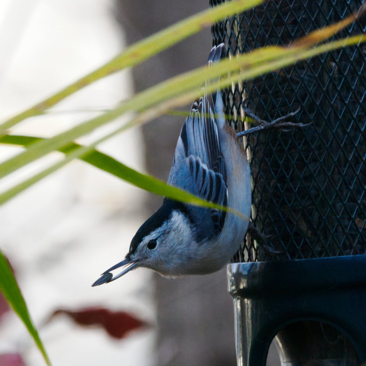 ムナジロゴジュウカラ - ML645978187