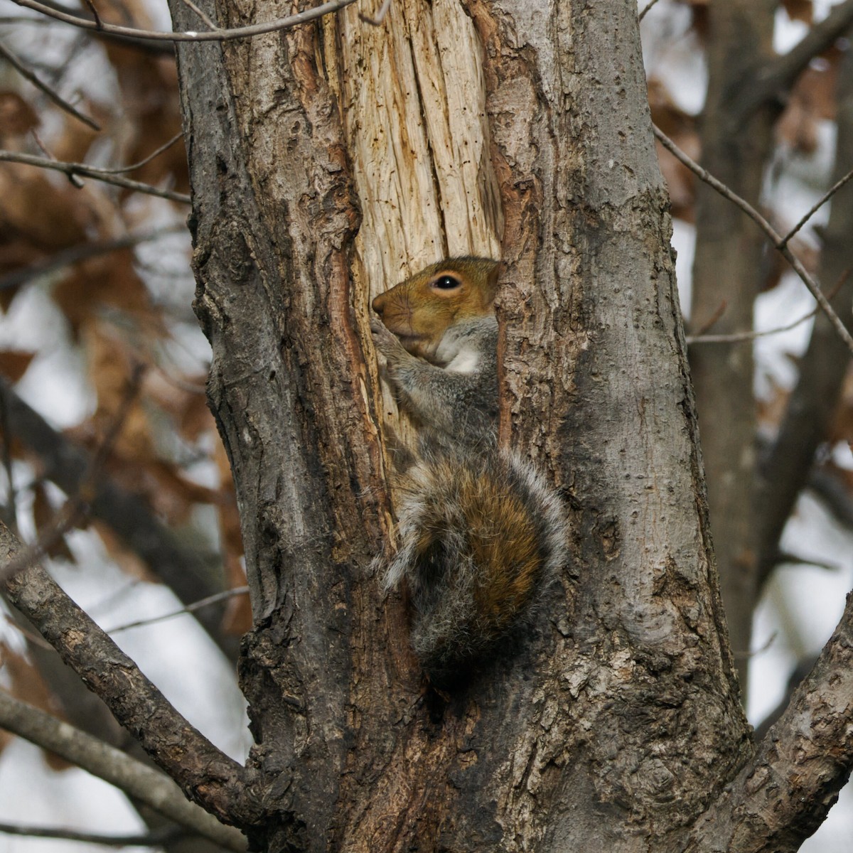 Eastern Gray Squirrel - ML645978188