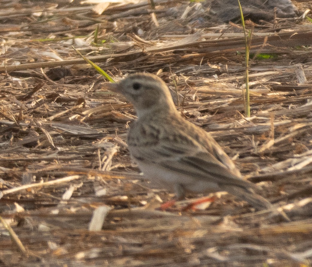 Alouette de Sykes - ML645978189