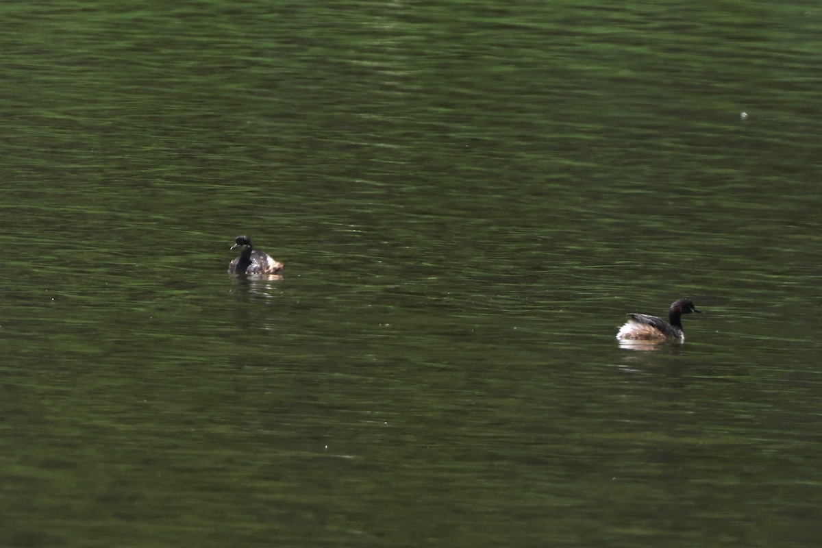 Australasian Grebe - ML645978190