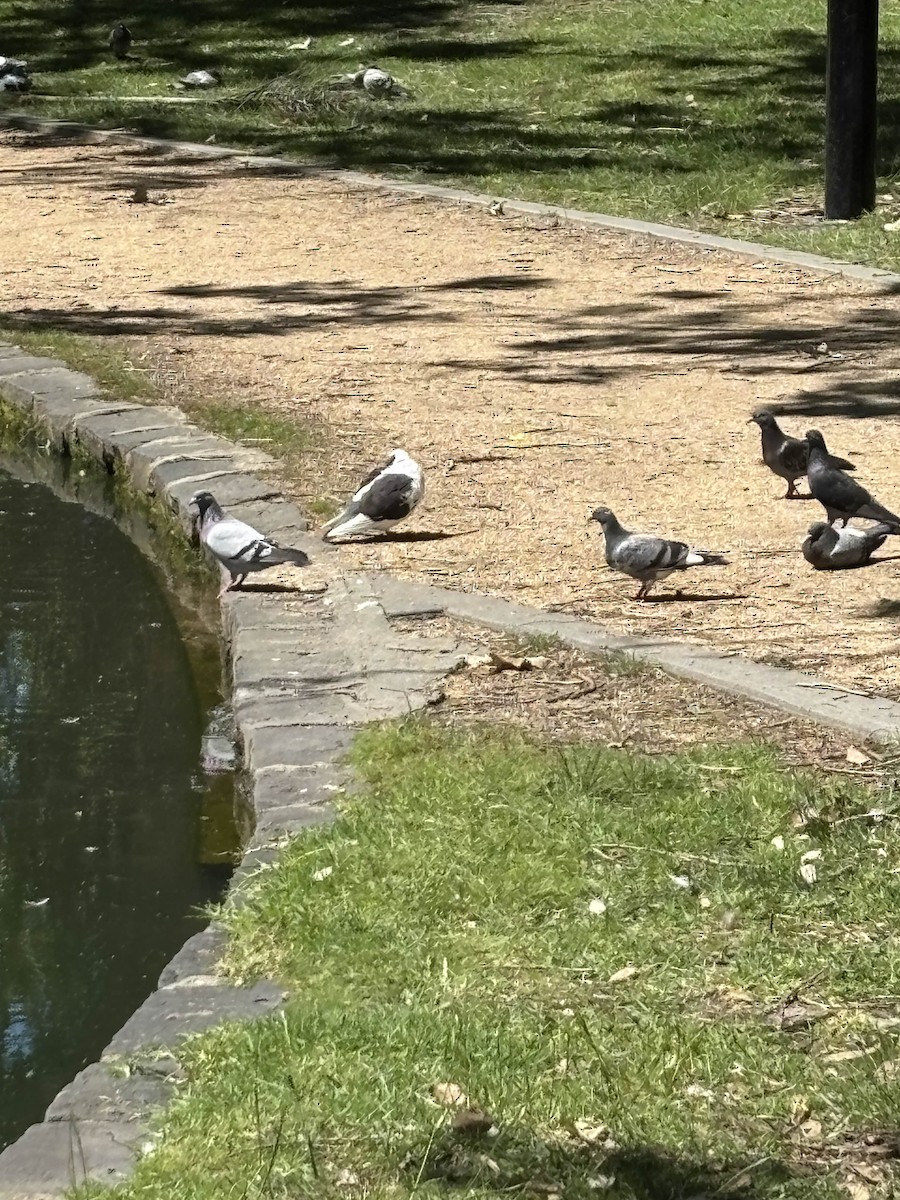 Haitz-usoa (etxekoa) - ML645978194