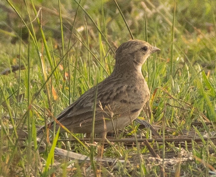 Alouette de Sykes - ML645978196