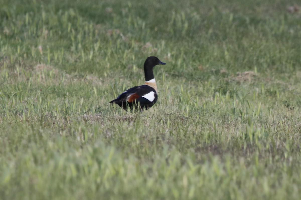 Australian Shelduck - ML645978197