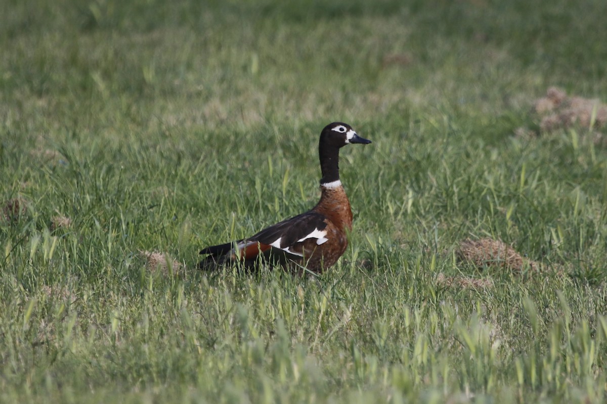 Australian Shelduck - ML645978198