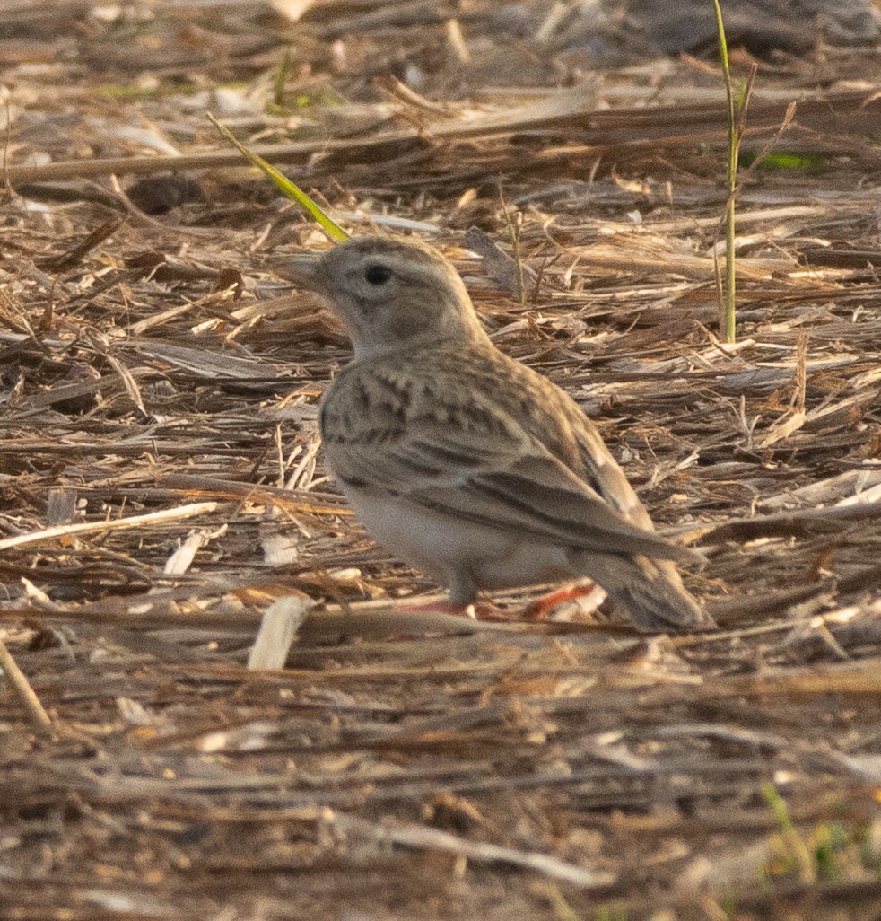 Alouette de Sykes - ML645978199