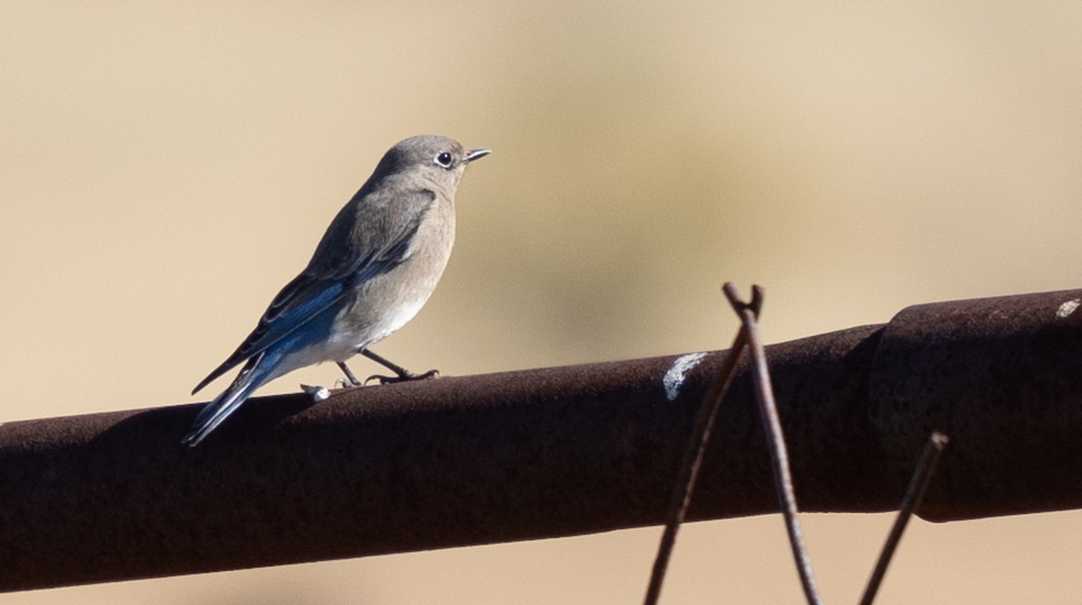 Mountain Bluebird - ML645978202