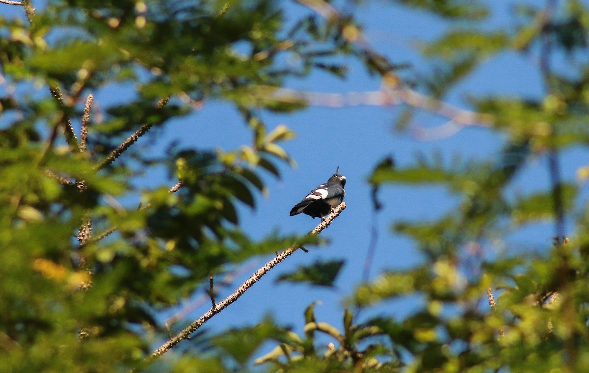 Black Baza - ML645978205