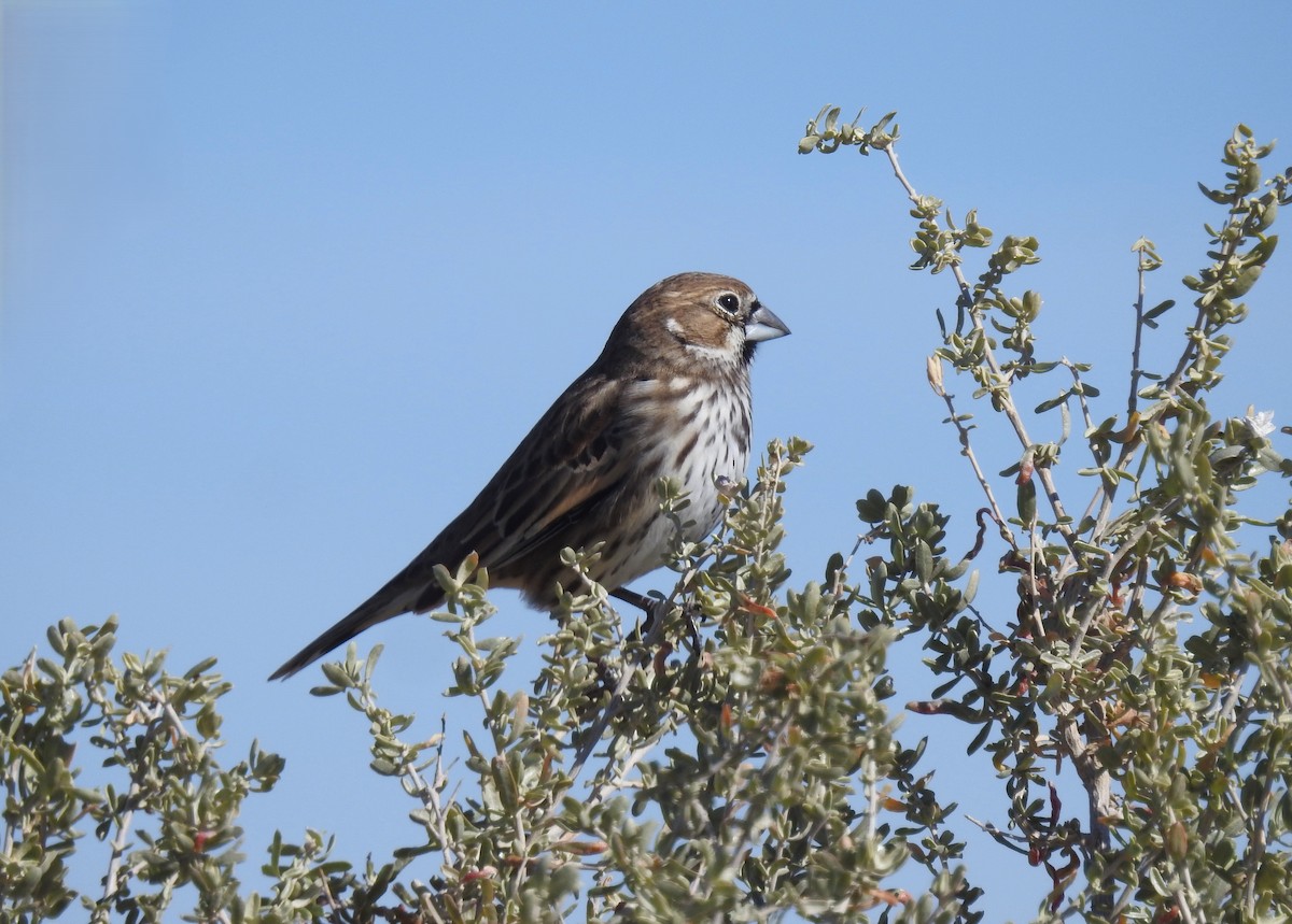 Prärieammer - ML645978206