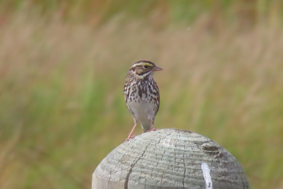 Savannah Sparrow - ML645978207