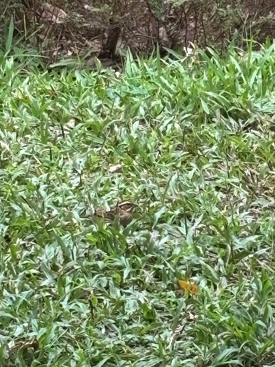 黃眉鵐 - ML645978210