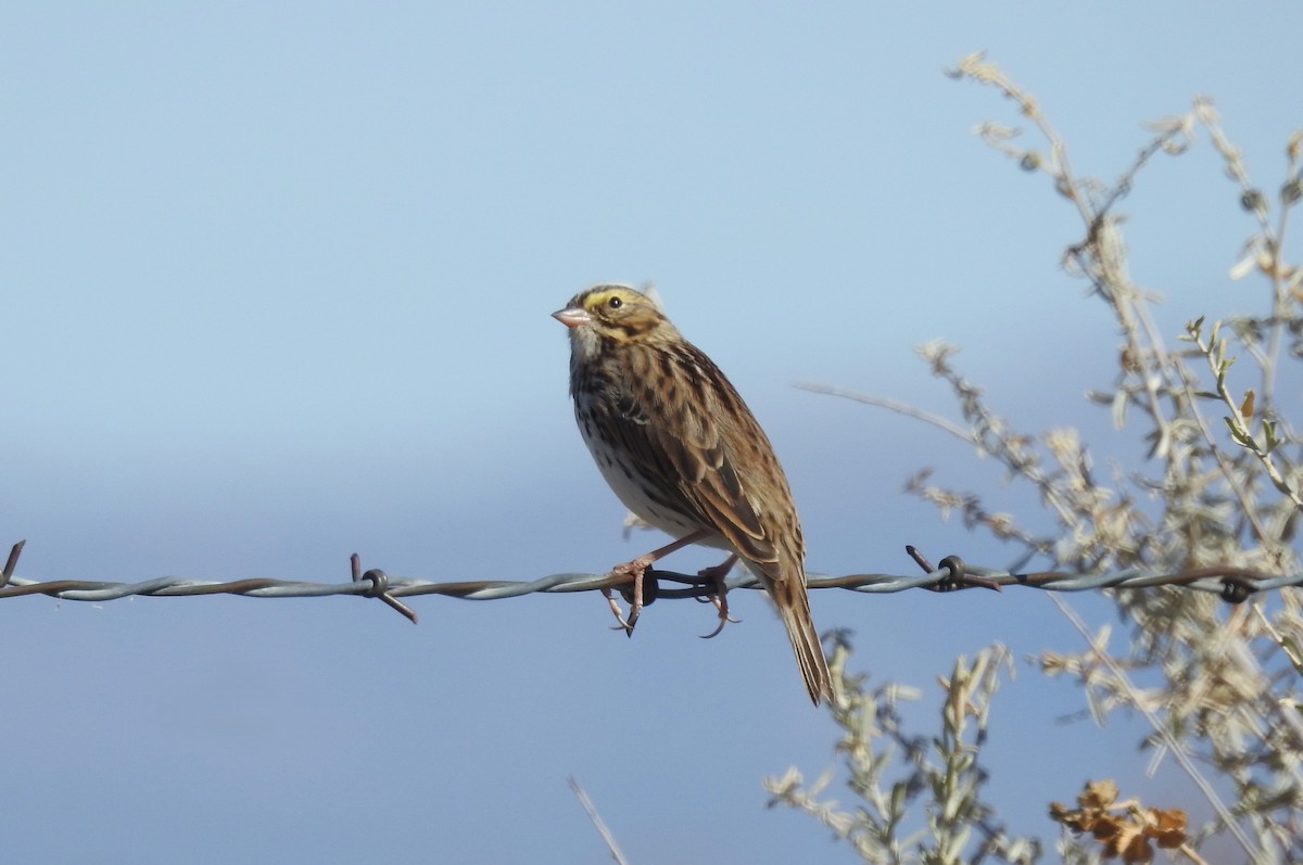 Savannah Sparrow - ML645978212