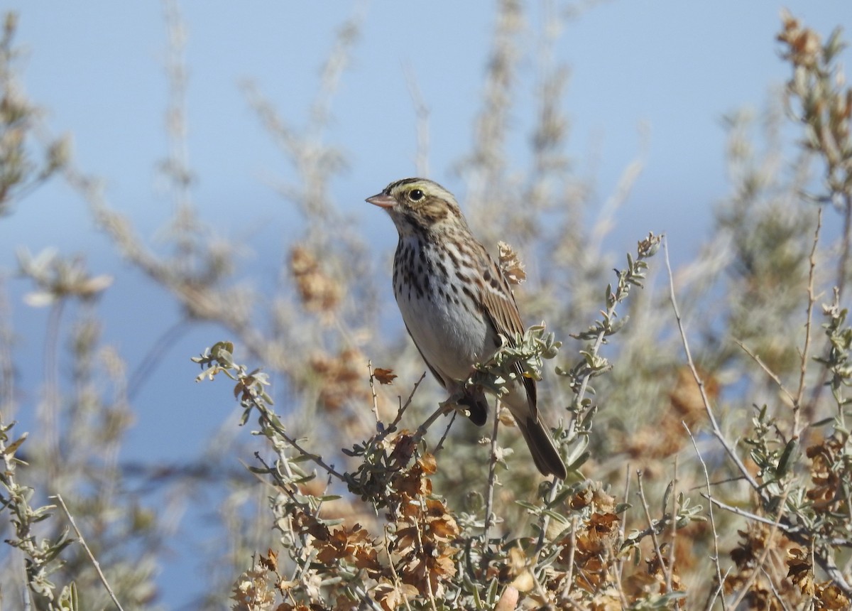 Savannah Sparrow - ML645978213