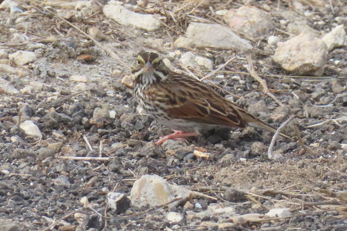 Savannah Sparrow - ML645978214