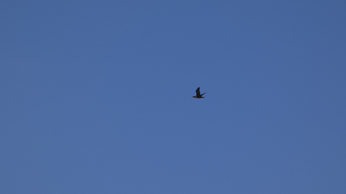 Great Cormorant - ML645978215