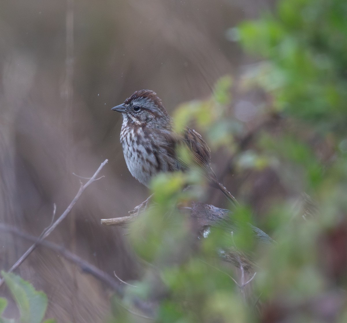 Song Sparrow - ML645978216