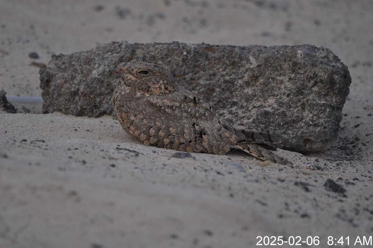 Egyptian Nightjar - ML645978229