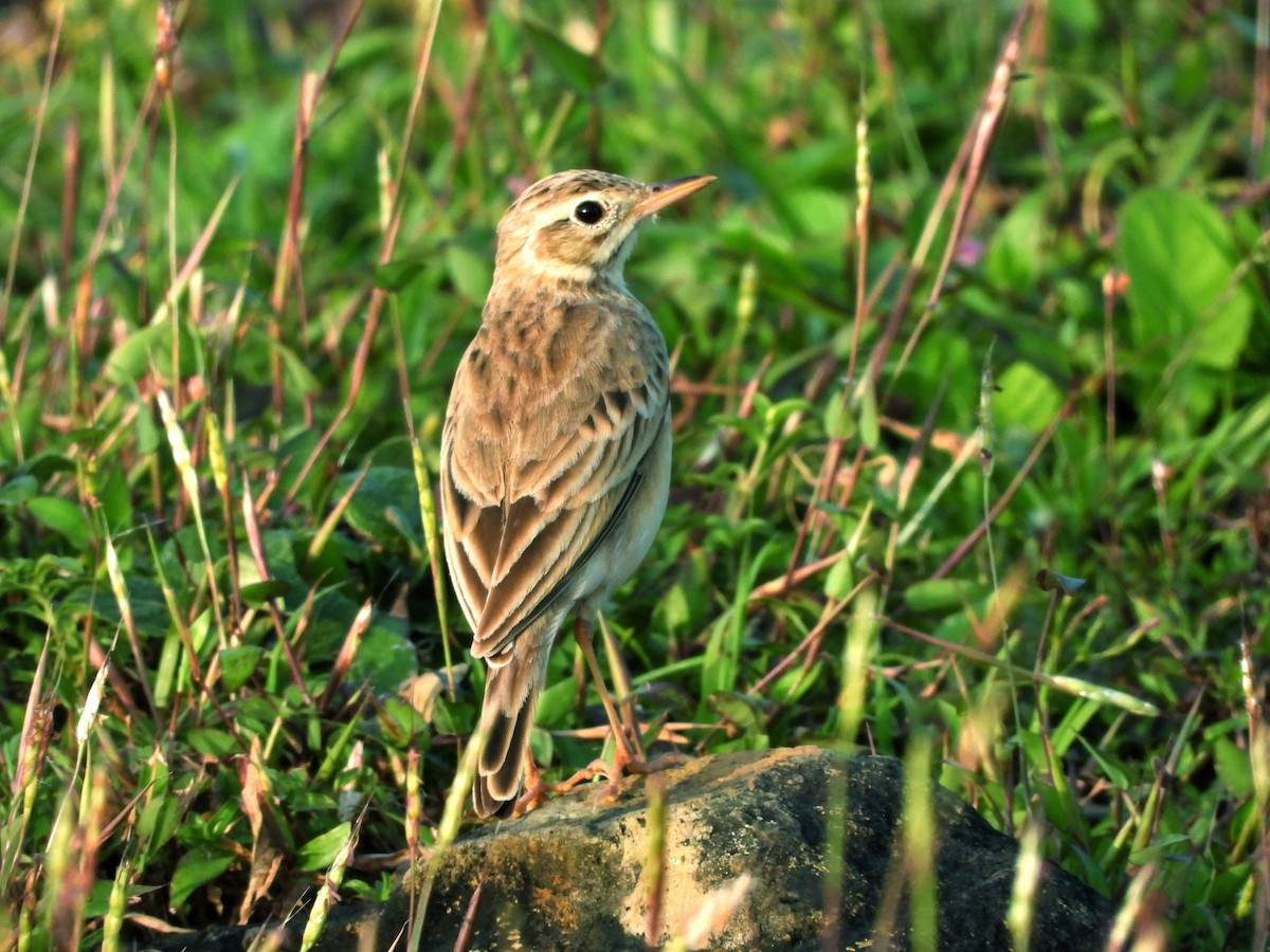Paddyfield Pipit - ML645978232