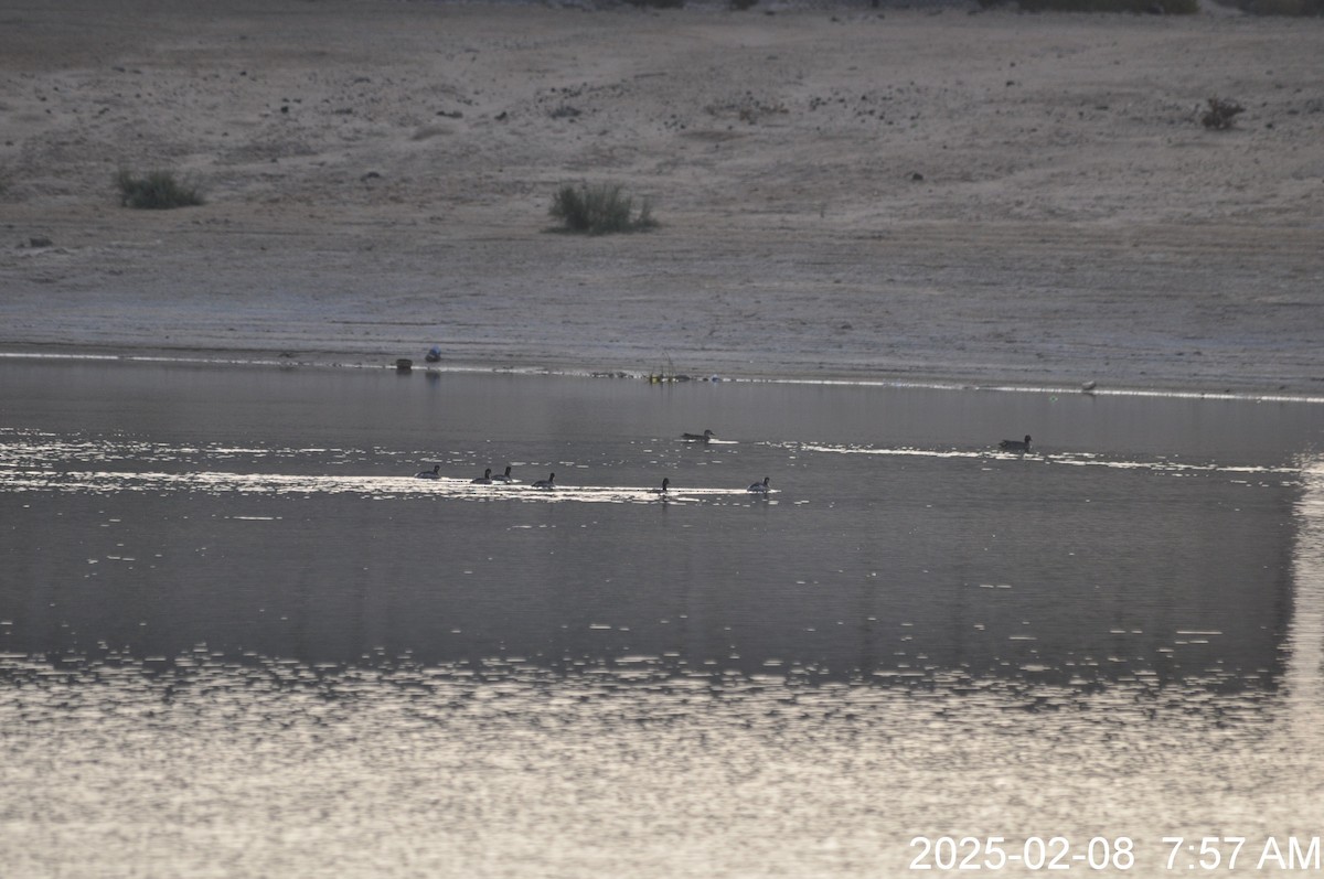 Little Grebe (Little) - ML645978236