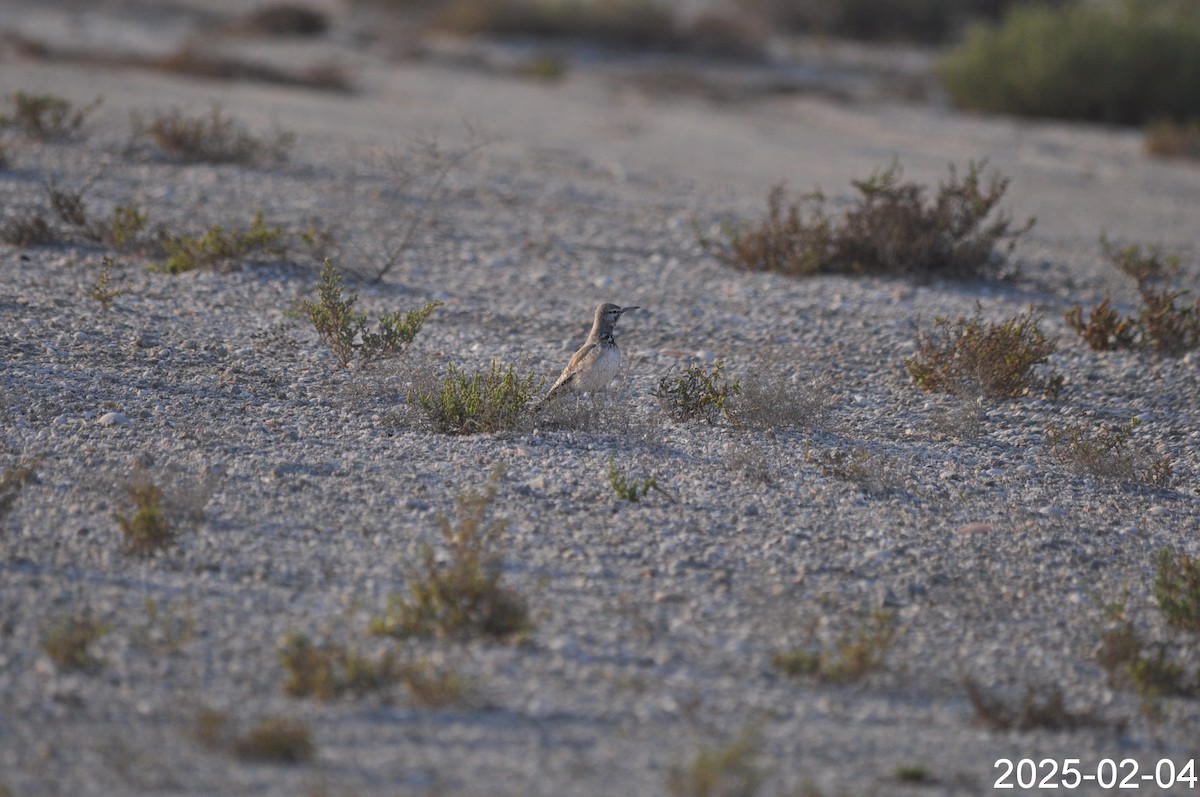 Greater Hoopoe-Lark - ML645978237