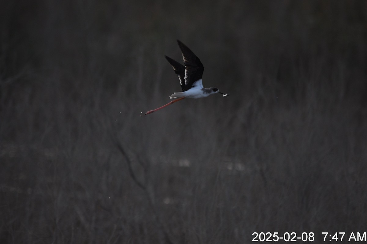 Black-winged Stilt - ML645978244
