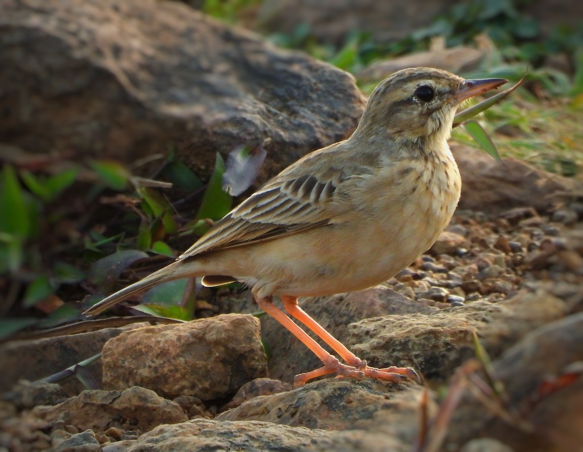 Tawny Pipit - ML645978248