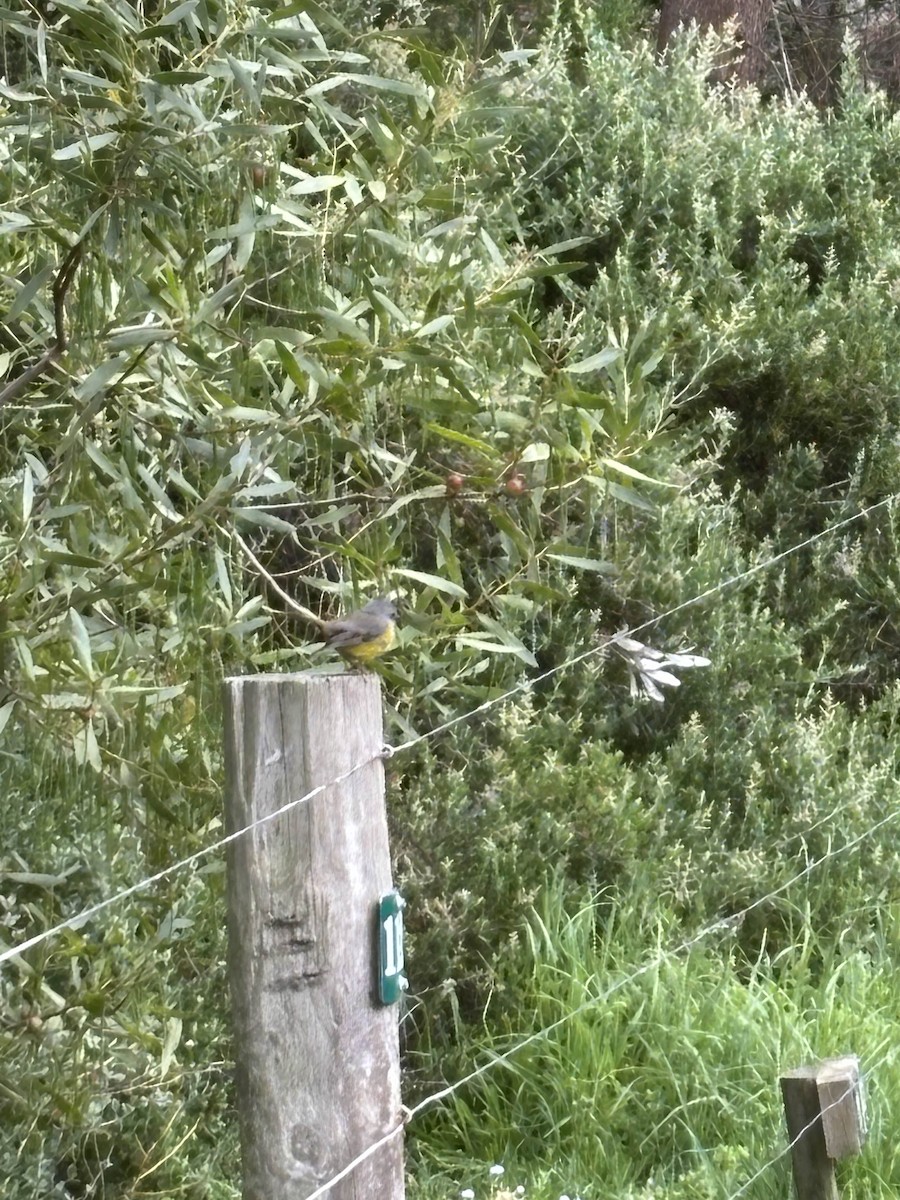 Doğulu Sarı Bülbül - ML645978265