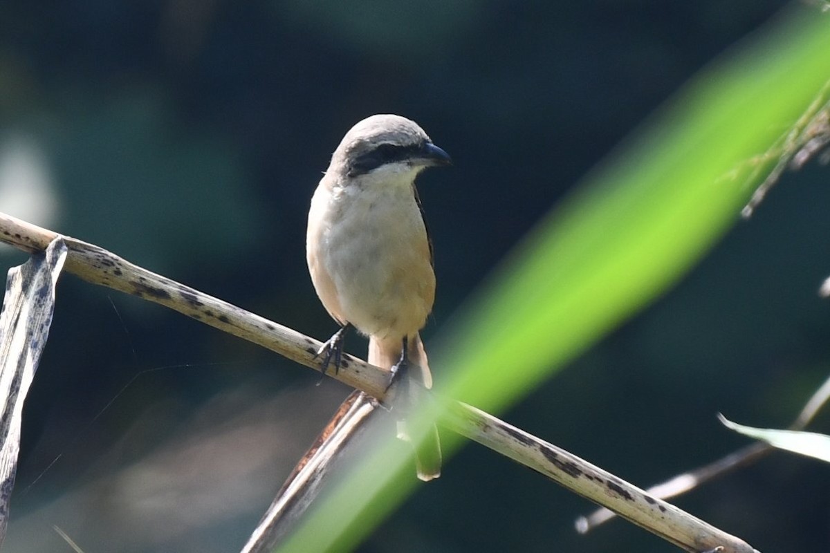 Long-tailed Shrike - ML645978273
