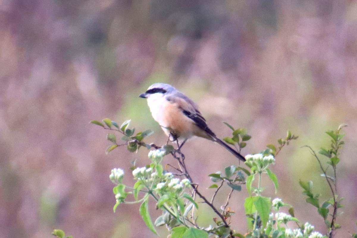 Long-tailed Shrike - ML645978275