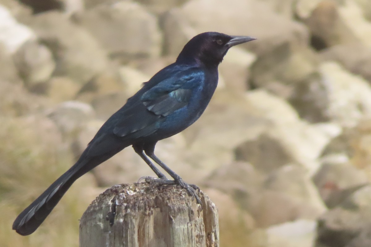 Boat-tailed Grackle - ML645978276