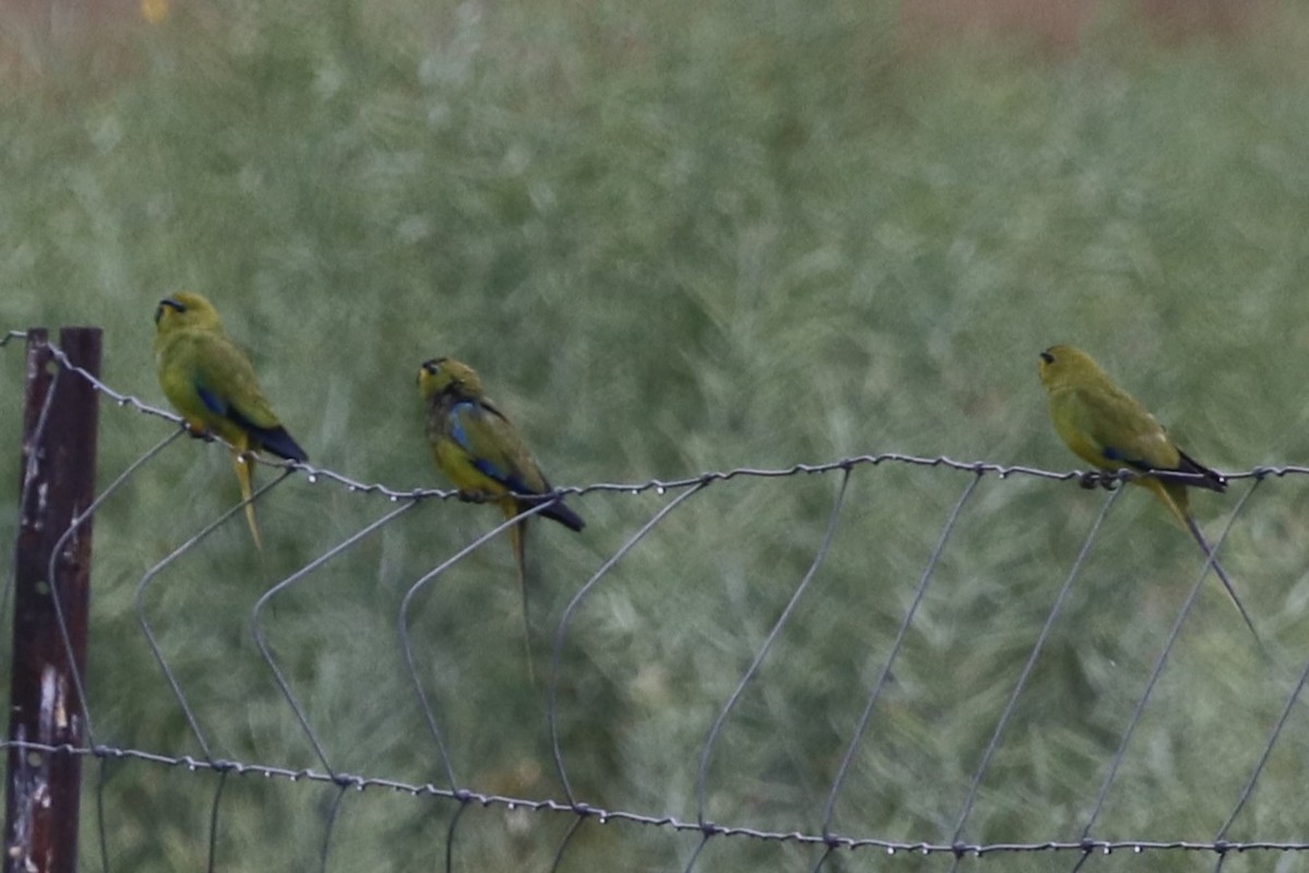 Elegant Parrot - ML645978277