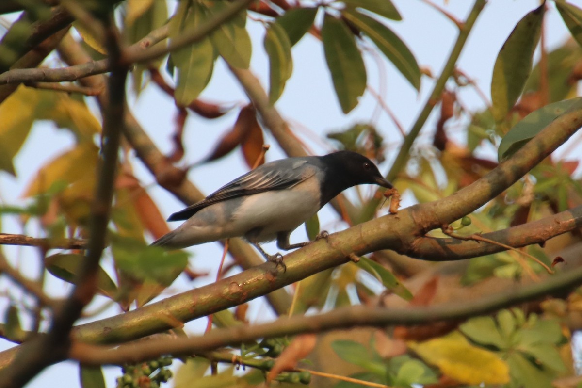 Black-headed Cuckooshrike - ML645978278