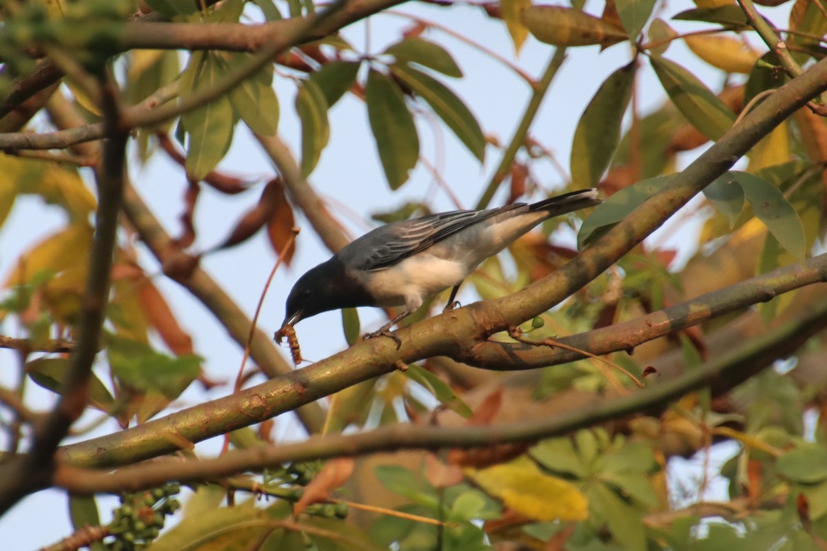 Black-headed Cuckooshrike - ML645978279