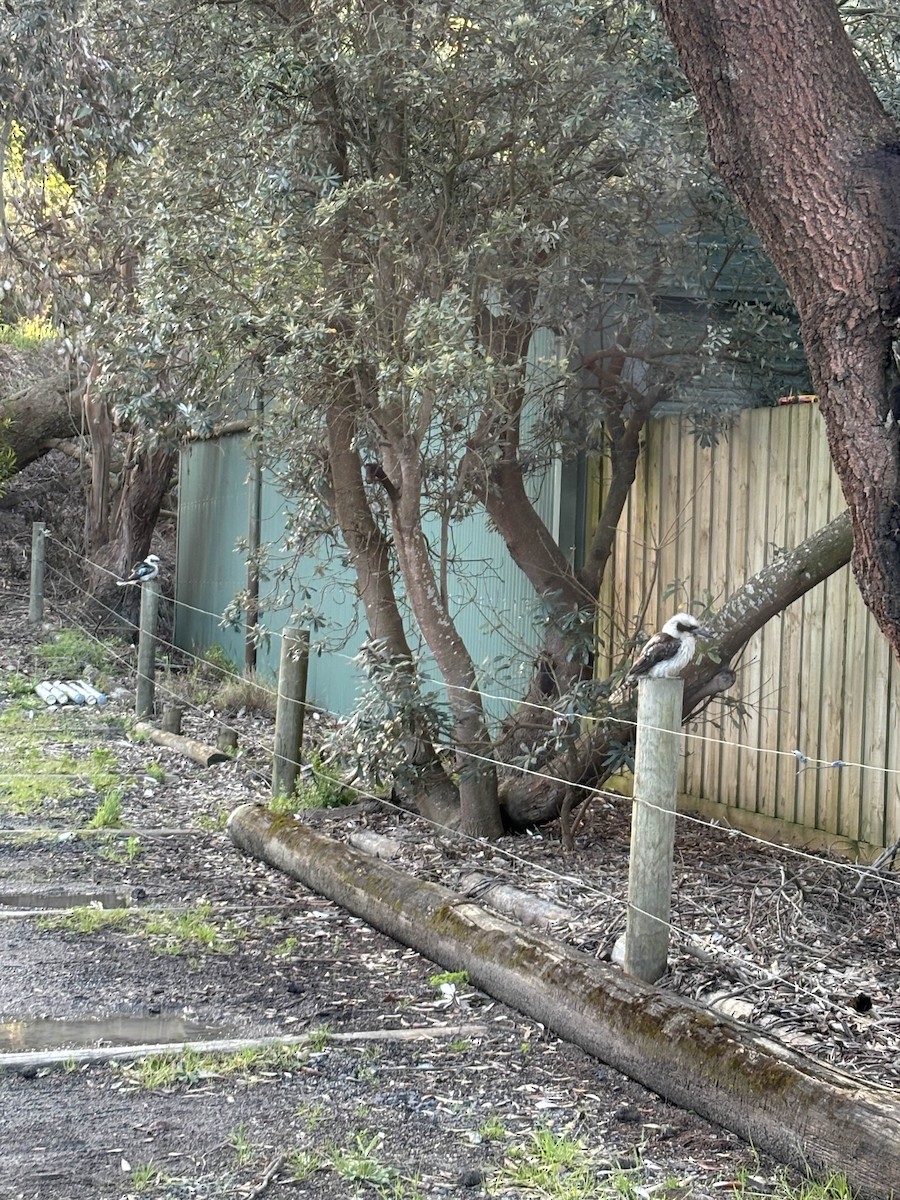 Laughing Kookaburra - ML645978280